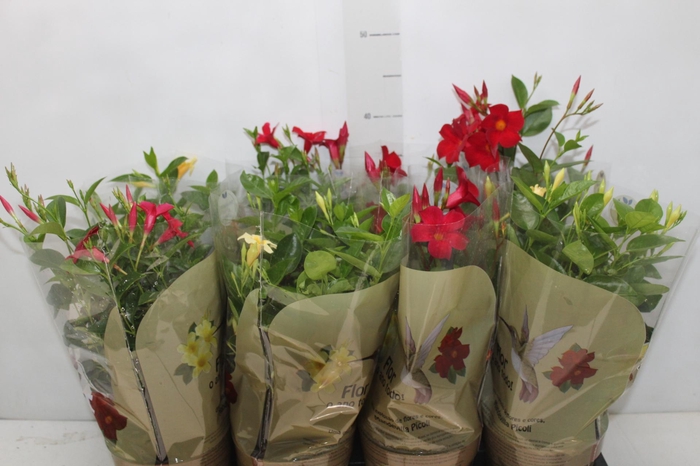 <h4>DIPLADENIA PICOLI P14 VARIADO</h4>