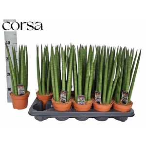 SANSEV TRIFASCIA  OV