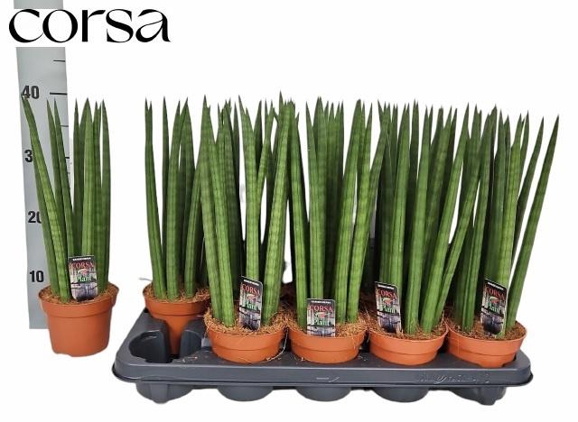 <h4>SANSEV TRIFASCIA  OV</h4>