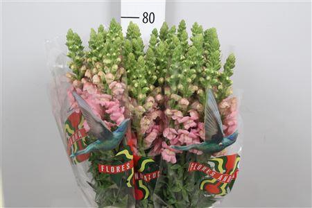 <h4>Antir Poto Pink</h4>