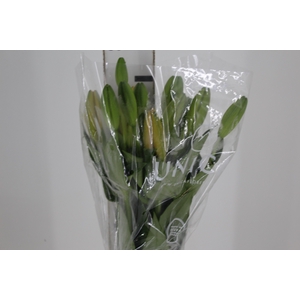 LIRIO SUNDERLAND 080 CM HT 3/5 FLS