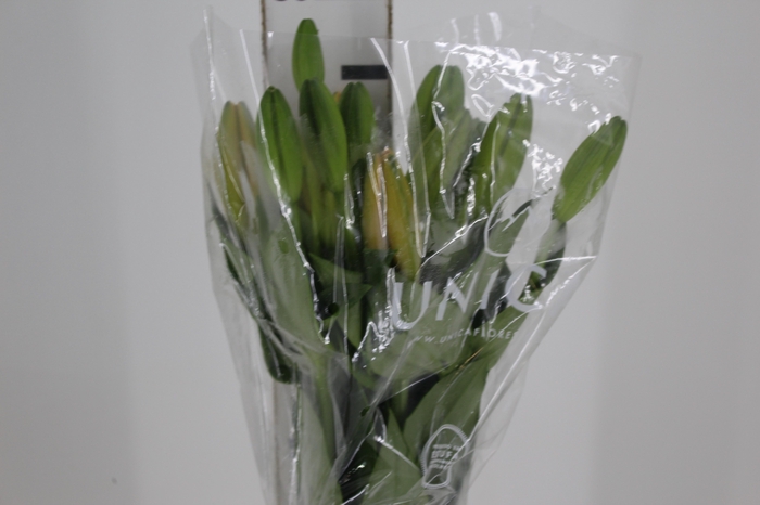 <h4>LIRIO SUNDERLAND 080 CM HT 3/5 FLS</h4>