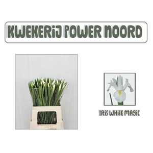 IRIS WHITE MAGIC