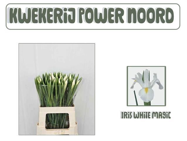 <h4>IRIS WHITE MAGIC</h4>