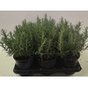 Rosmarinus officinalis overig