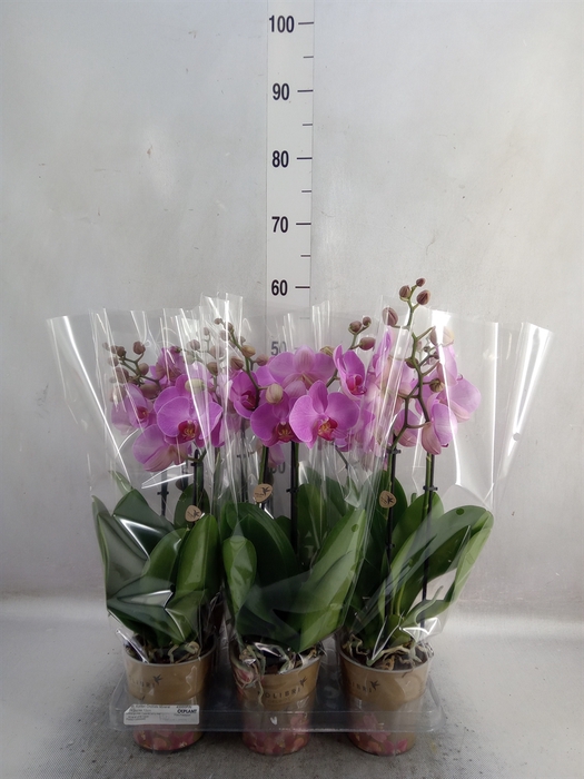 <h4>Phalaenopsis   ...rose</h4>