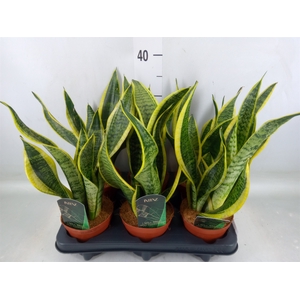 Sansevieria trifa. 'Futura Superba'