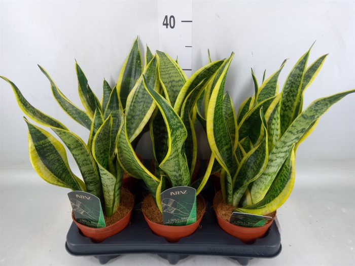 <h4>Sansevieria trifa. 'Futura Superba'</h4>