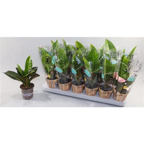 <h4>Croton Petra 9cm in Design Hoes"Sunshiners®"</h4>