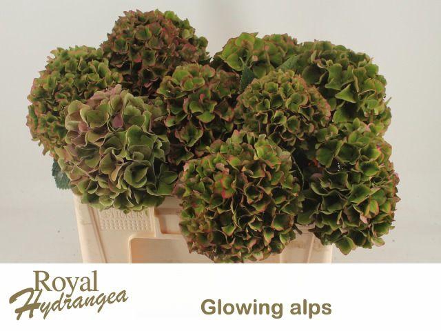 <h4>Hydr M Glow Alps Cl</h4>