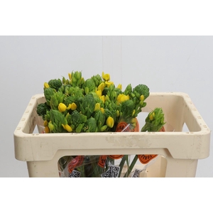 Ornithogalum Dubium Yellow Asa