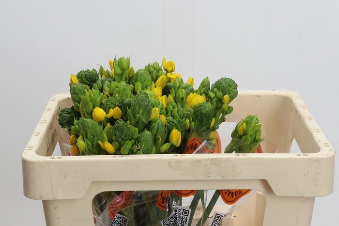 <h4>Ornithogalum Dubium Yellow Asa</h4>