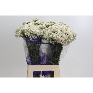 Ozothamnus Cooks Snow White