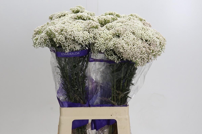 Ozothamnus Cooks Snow White