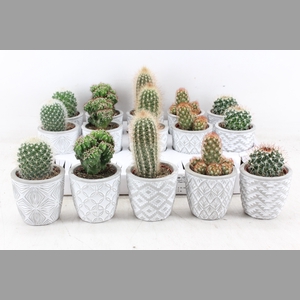 arr3 OV - Ker. stockholm Cactus
