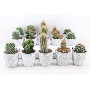 arr3 OV - Ker. stockholm Cactus