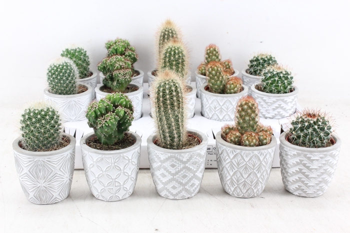 <h4>arr3 OV - Ker. stockholm Cactus</h4>