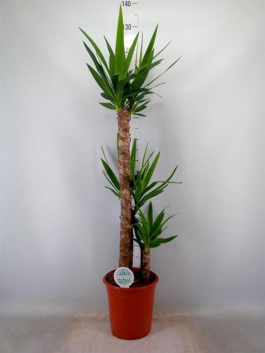 <h4>Yucca   ...</h4>