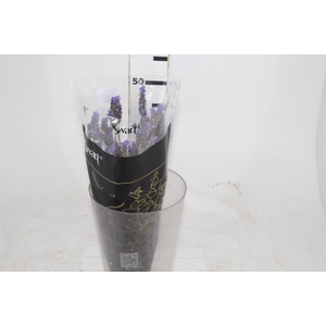 LAVANDULA DENTATA 040 CM