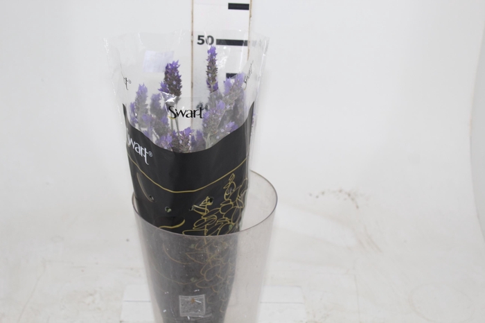 <h4>LAVANDULA DENTATA 040 CM</h4>