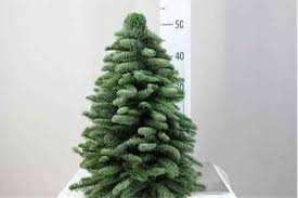 <h4>KERSTBOOM 50CM H</h4>