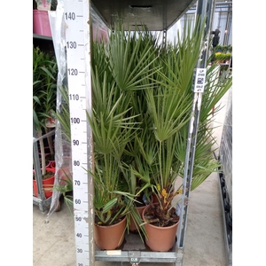 Chamaerops humilis