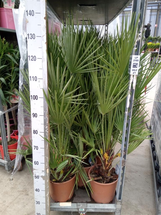 <h4>Chamaerops humilis</h4>
