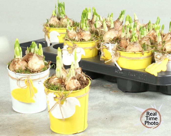 <h4>ARR NARCISSUS</h4>