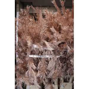 Pinus Alaska Paint Champagne Stem