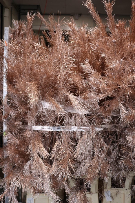 <h4>Pinus Alaska Paint Champagne Stem</h4>