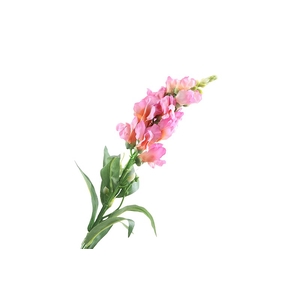 Antirrhinum Pink