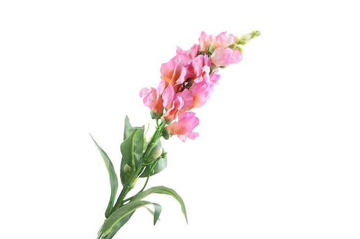 <h4>Antirrhinum Pink</h4>