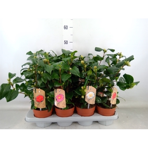 Camellia   ...mix 3