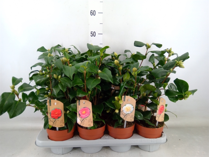 <h4>Camellia   ...mix 3</h4>