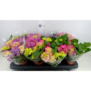 Hydrangea mac. 'Tabletensia'