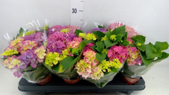<h4>Hydrangea mac. 'Tabletensia'</h4>