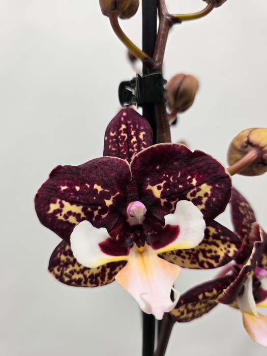 <h4>Limited 78 week 6</h4>