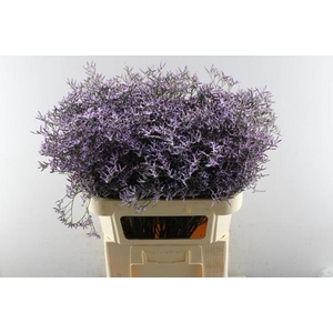 Lim Saf Lilac L 80/45