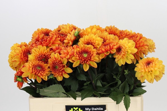 <h4>Dahlia American Sunset</h4>