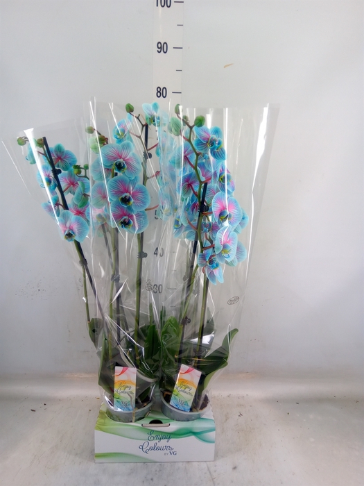 <h4>Phalaenopsis   ...</h4>