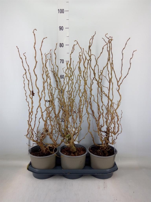 <h4>Corylus avellana</h4>