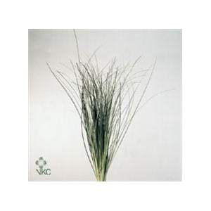 Xerophyllum tenax Beargrass per bos
