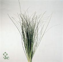 <h4>Xerophyllum tenax Beargrass per bos</h4>