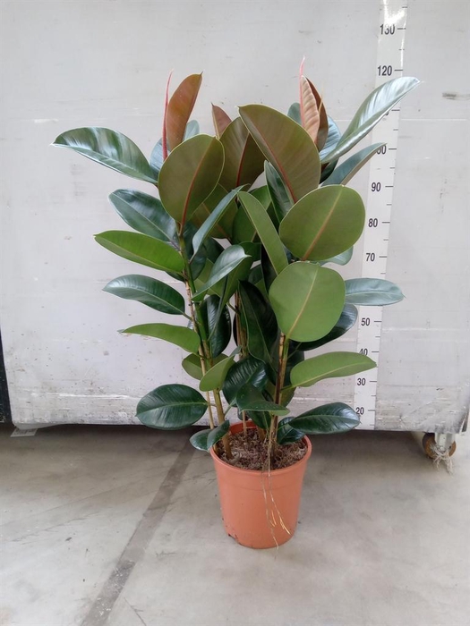<h4>Ficus elastica 'Robusta'</h4>
