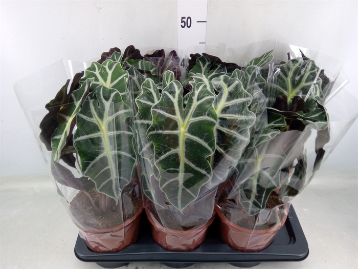 <h4>Alocasia amazonica 'Polly'</h4>