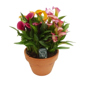 Zantedeschia 3 kleuren in een stenen terracotta kuip