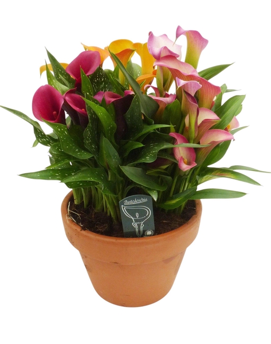 <h4>Zantedeschia terracotta kuip carnaval</h4>