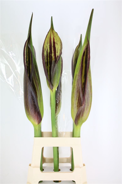 <h4>Arum Cyrtospermum Small</h4>