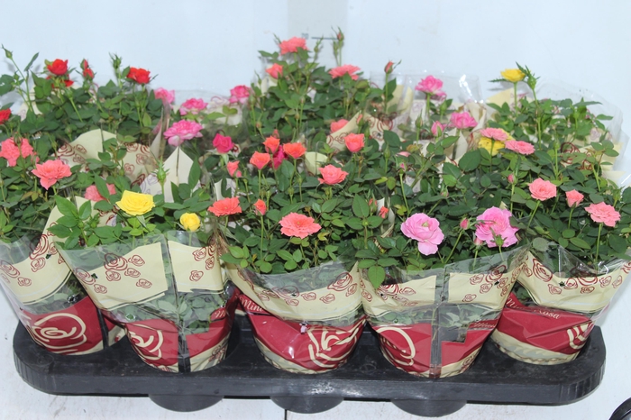 <h4>ROSEIRA MINI P11</h4>