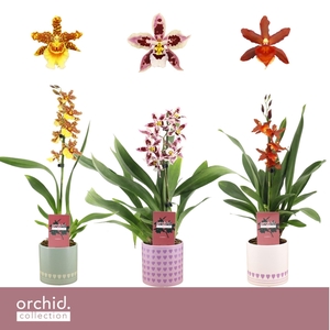 Cambria, Mix 1-spike in Horizon Love 'Orchid Collection'